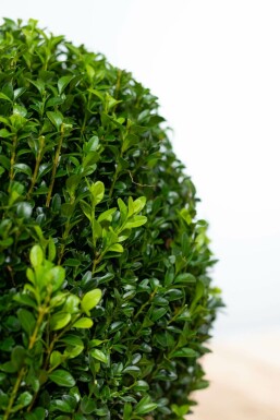 Buxus sempervirens 30-40 cm