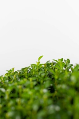 Buxus sempervirens 30-40 cm