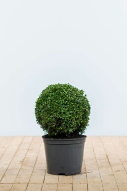 Almindelig buksbom Buxus sempervirens løg 30-40 rodklump