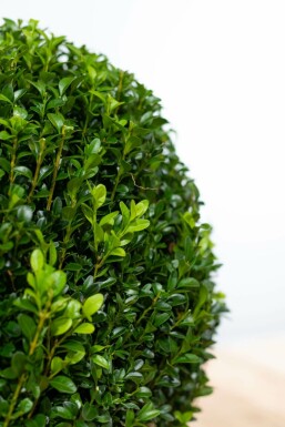 Almindelig buksbom Buxus sempervirens løg 30-40 rodklump