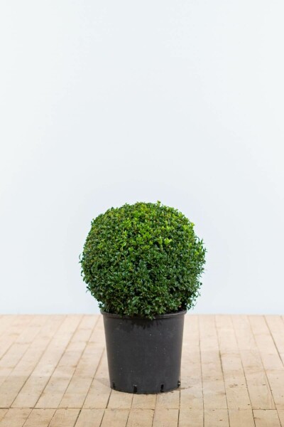 Buxus sempervirens 40-50 cm