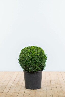 Almindelig buksbom Buxus sempervirens løg 40-50 rodklump