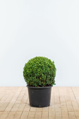 Buxus sempervirens 50-60 cm