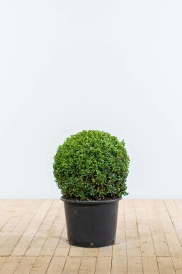 Almindelig buksbom Buxus sempervirens løg 50-60 rodklump