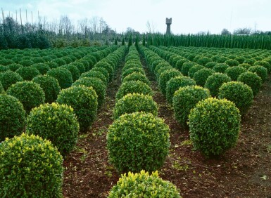 Buxus sempervirens 50-60 cm