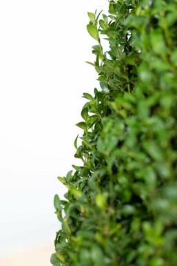 Buxus sempervirens 70-80 cm - Rodklump
