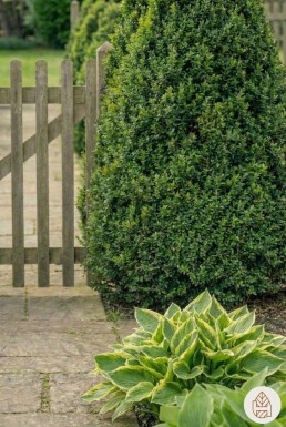 Buxus sempervirens 70-80 cm - Rodklump