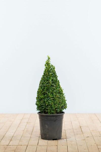 Buxus sempervirens 50-60 cm