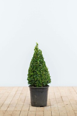 Almindelig buksbom Buxus sempervirens kogle 50-60 rodklump Buxus sempervirens 50-60 cm