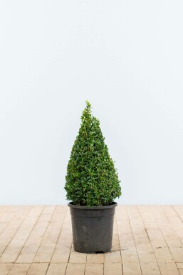 Almindelig buksbom Buxus sempervirens kogle 50-60 rodklump