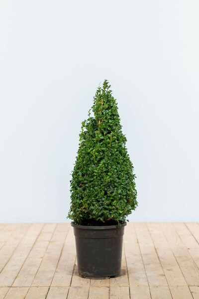 Buxus sempervirens 60-70 cm