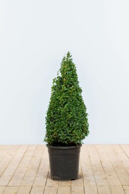 Buxus sempervirens 60-70 cm