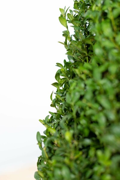 Buxus sempervirens 60-70 cm