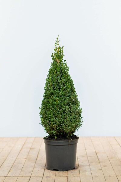 Buxus sempervirens 70-80 cm