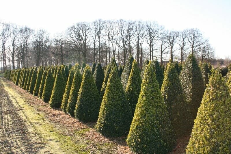 Buxus sempervirens 70-80 cm