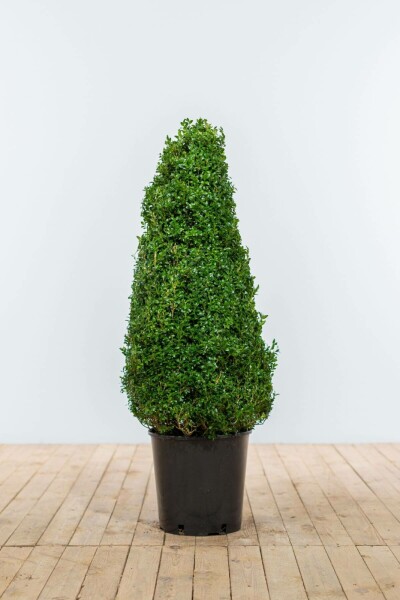 Buxus sempervirens 80-90 cm