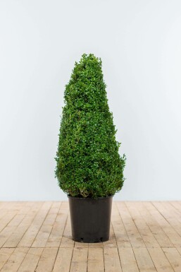 Buxus sempervirens 80-90 cm
