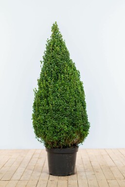 Almindelig buksbom Buxus sempervirens kogle 90-100 rodklump