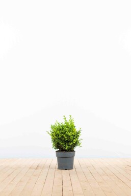 Almindelig buksbom Buxus sempervirens hæk 20-30 potte Buxus sempervirens 20-30 cm