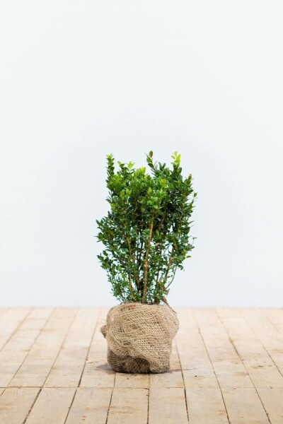 Buxus sempervirens 30-40 cm