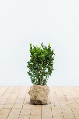 Buxus sempervirens 30-40 cm