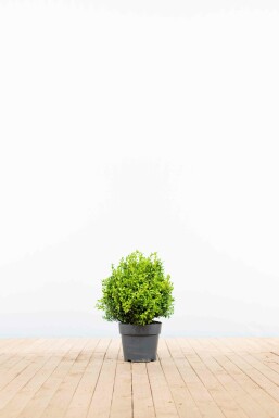 Almindelig buksbom Buxus sempervirens hæk 30-40 potte Buxus sempervirens 30-40 cm
