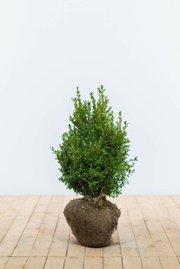 Buxus sempervirens 40-50 cm