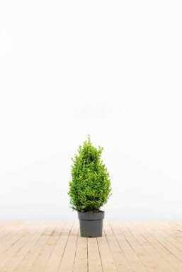 Almindelig buksbom Buxus sempervirens hæk 40-50 rodklump Buxus sempervirens 40-50 cm