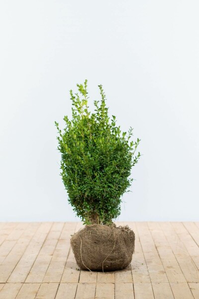 Buxus sempervirens 50-60 cm
