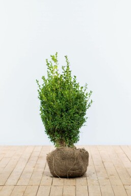 Buxus sempervirens 50-60 cm