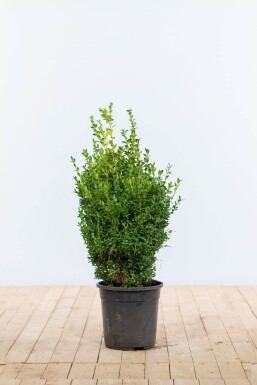 Almindelig buksbom Buxus sempervirens hæk 50-60 rodklump Buxus sempervirens 50-60 cm