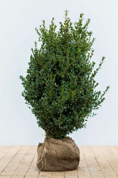 Buxus sempervirens 60-80 cm