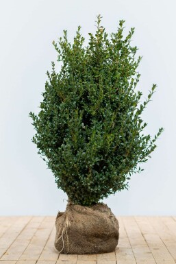 Buxus sempervirens 60-80 cm
