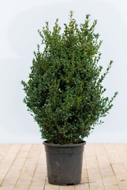 Almindelig buksbom Buxus sempervirens hæk 60-80 rodklump Buxus sempervirens 60-80 cm