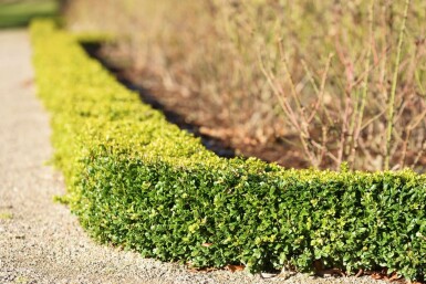 Buxus sempervirens 60-80 cm
