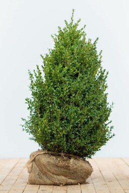 Buxus sempervirens 80-100 cm