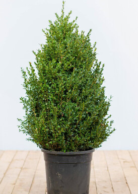 Almindelig buksbom Buxus sempervirens hæk 80-100 rodklump Buxus sempervirens 80-100 cm
