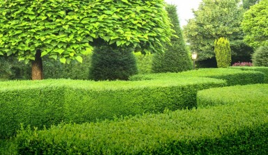 Buxus sempervirens 80-100 cm