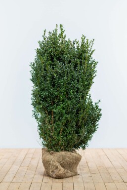 Buxus sempervirens 100-125 cm