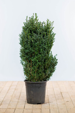Almindelig buksbom Buxus sempervirens hæk 100-125 rodklump Buxus sempervirens 100-125 cm
