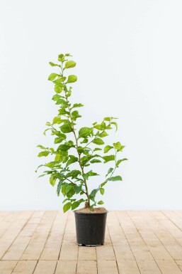 Almindelig avnbøg Carpinus betulus hæk 60-80 potte Carpinus betulus 60-80 cm