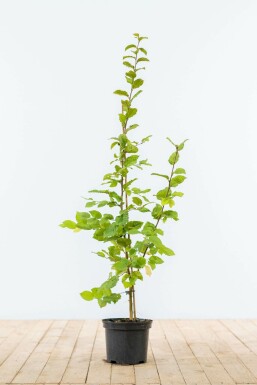 Carpinus betulus 80-100 cm
