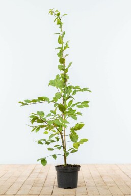 Carpinus betulus 100-125 cm