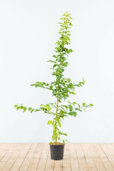 Carpinus betulus 125-150 cm