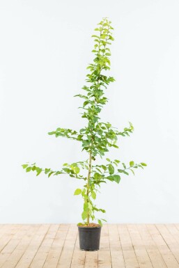 Carpinus betulus 125-150 cm