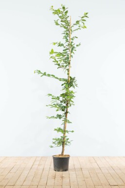 Carpinus betulus 150-175 cm
