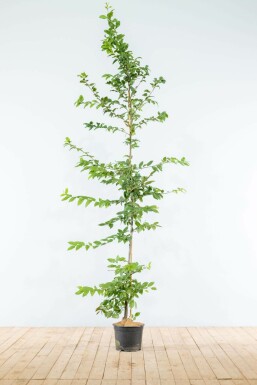 Carpinus betulus 175-200 cm