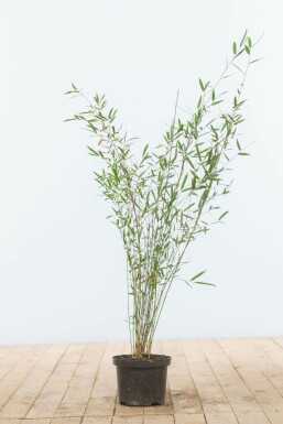 Fargesia murielae 'Jiuzhaigou' 60-80 cm