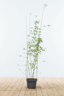 Gul bambus Fargesia murielae 'Jiuzhaigou' hæk 80-100 rodklump Fargesia murielae 'Jiuzhaigou' 80-100 cm