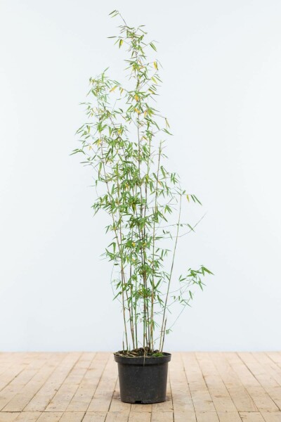 Fargesia murielae 'Jiuzhaigou' 100-125 cm